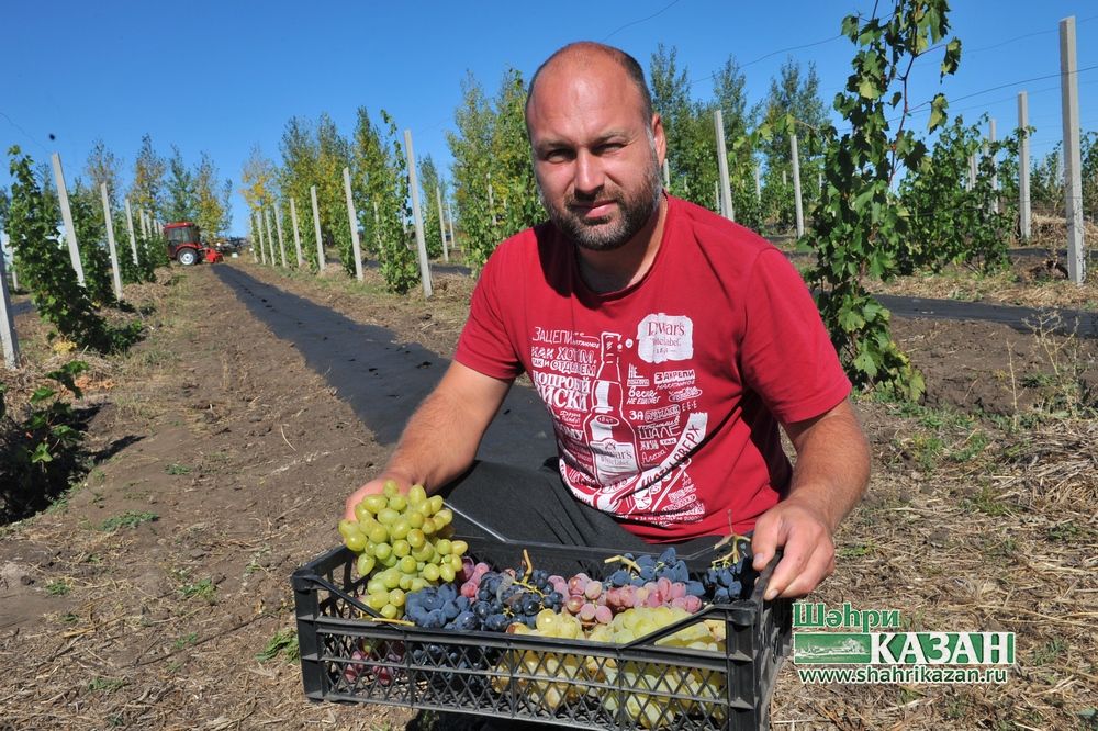 Татарстан кырларында виноград үсә