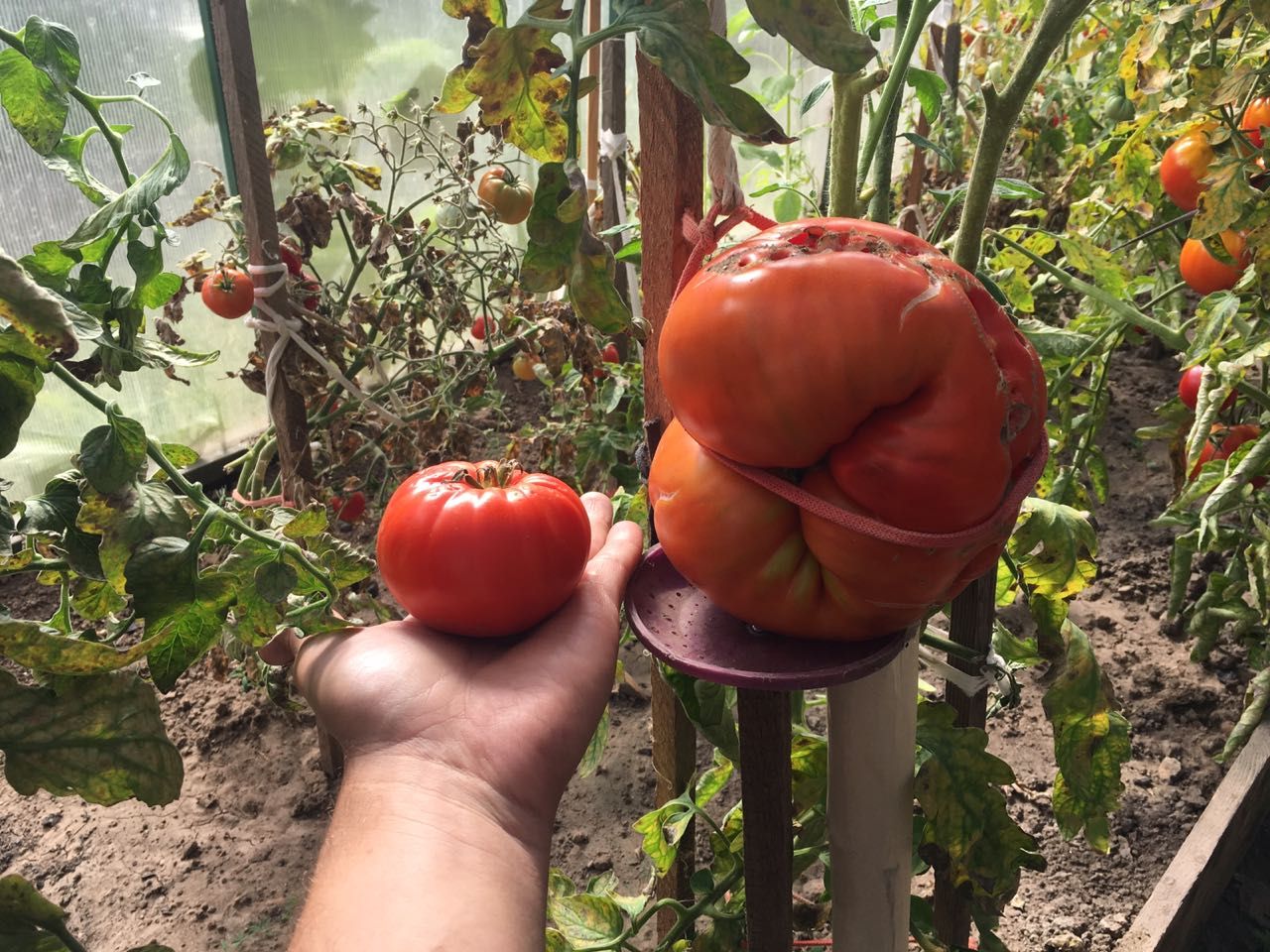 Казанда яшәүче Рифкать Гималтдинов 1,5 килограммлы помидор үстергән!