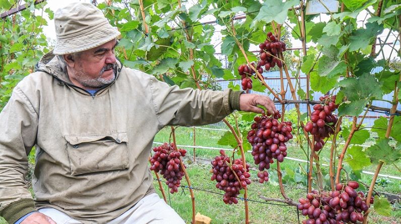 Татарстанлыларны виноград үстерергә өйрәтәчәкләр