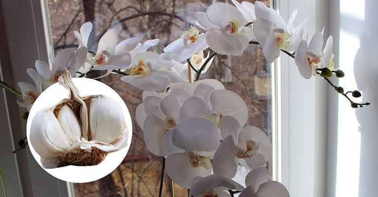 Орхидеяны сарымсак чәчәк аттыра?!