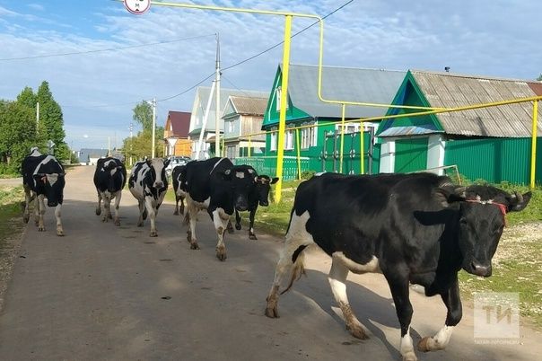 Балачак хатирәләре: «Үгез сорап кычкыручы сыер тавышлары да ишетелми»