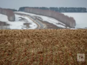 Медведка белән көрәшү өчен уңайлы вакыт: декабрь аенда бакчада нинди эшләр көтә?