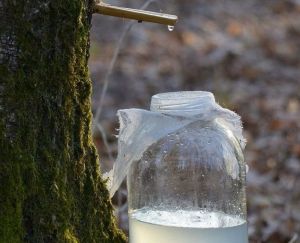 Каен суы файдасы: «Һәр көнне берәр стакан эчәргә кирәк»