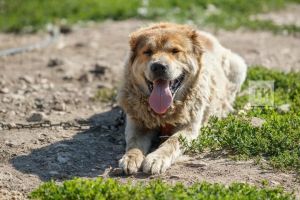 Шул хәлләрдән соң этебез белән кочаклашырга, туганлашырга теләүчеләр табылмады…
