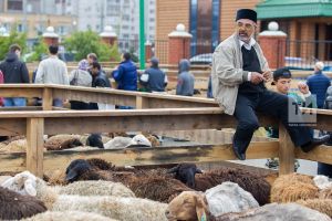 Корбан гаете алдыннан белгечләр республикада үрчетелгән корбанлык алырга чакыра