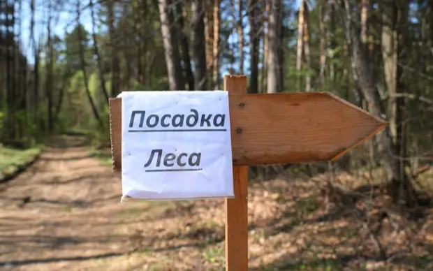 Лес. Фото Татар информ