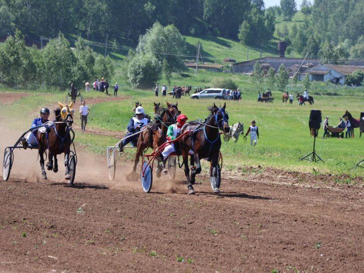 Сабан туенда һәлак булган ат вакыйгасы буенча тикшерү эшләре бара