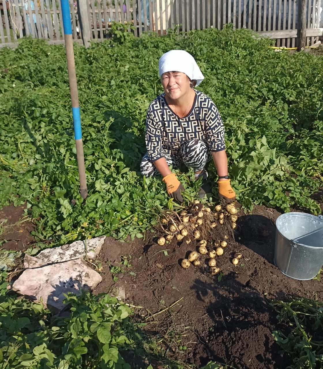 «Һаман саен төрле бәрәңге утыртасы килә»