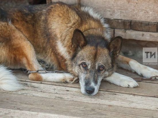 Казан ветеринарлары этләрне терки башлый