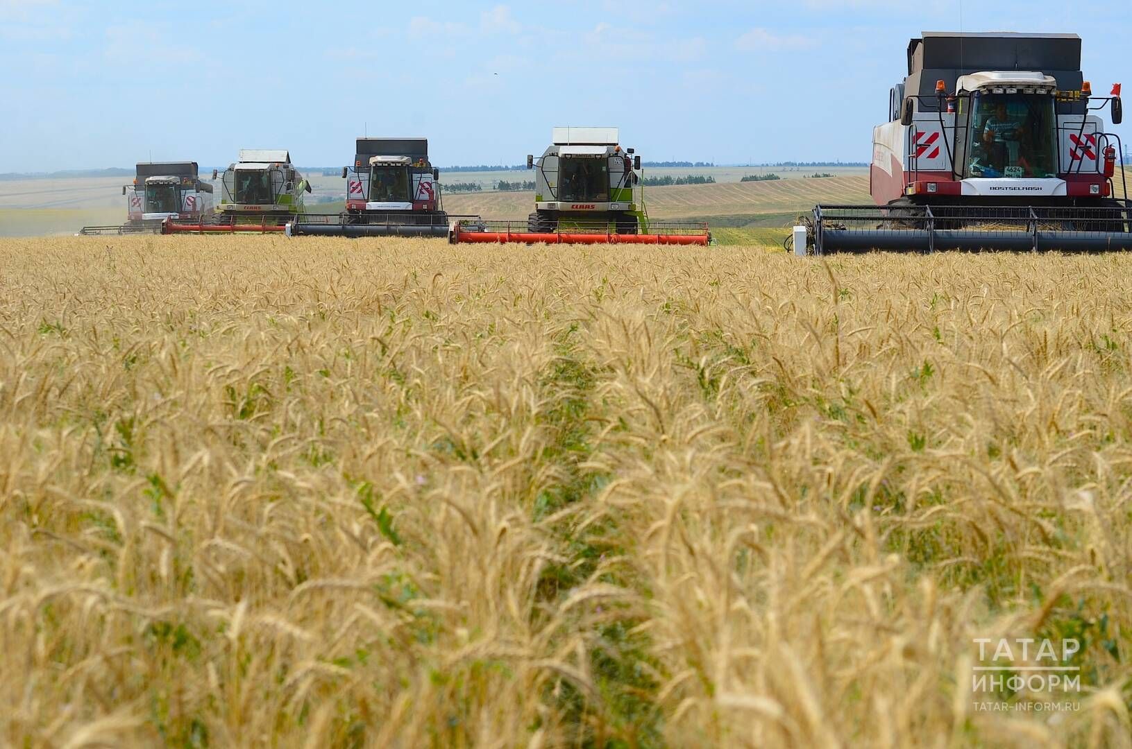 Яңгырлар 300 мең тоннага якын ашлыкны җыеп бетерергә комачаулаган