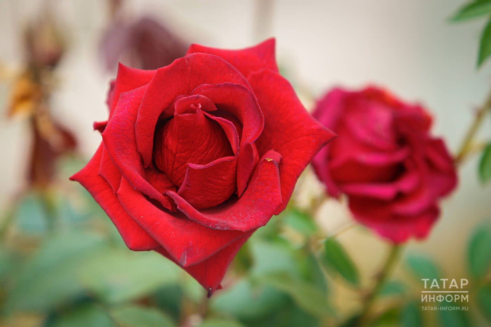 Кызганам да, шул ук вакытта, гаеплим дә