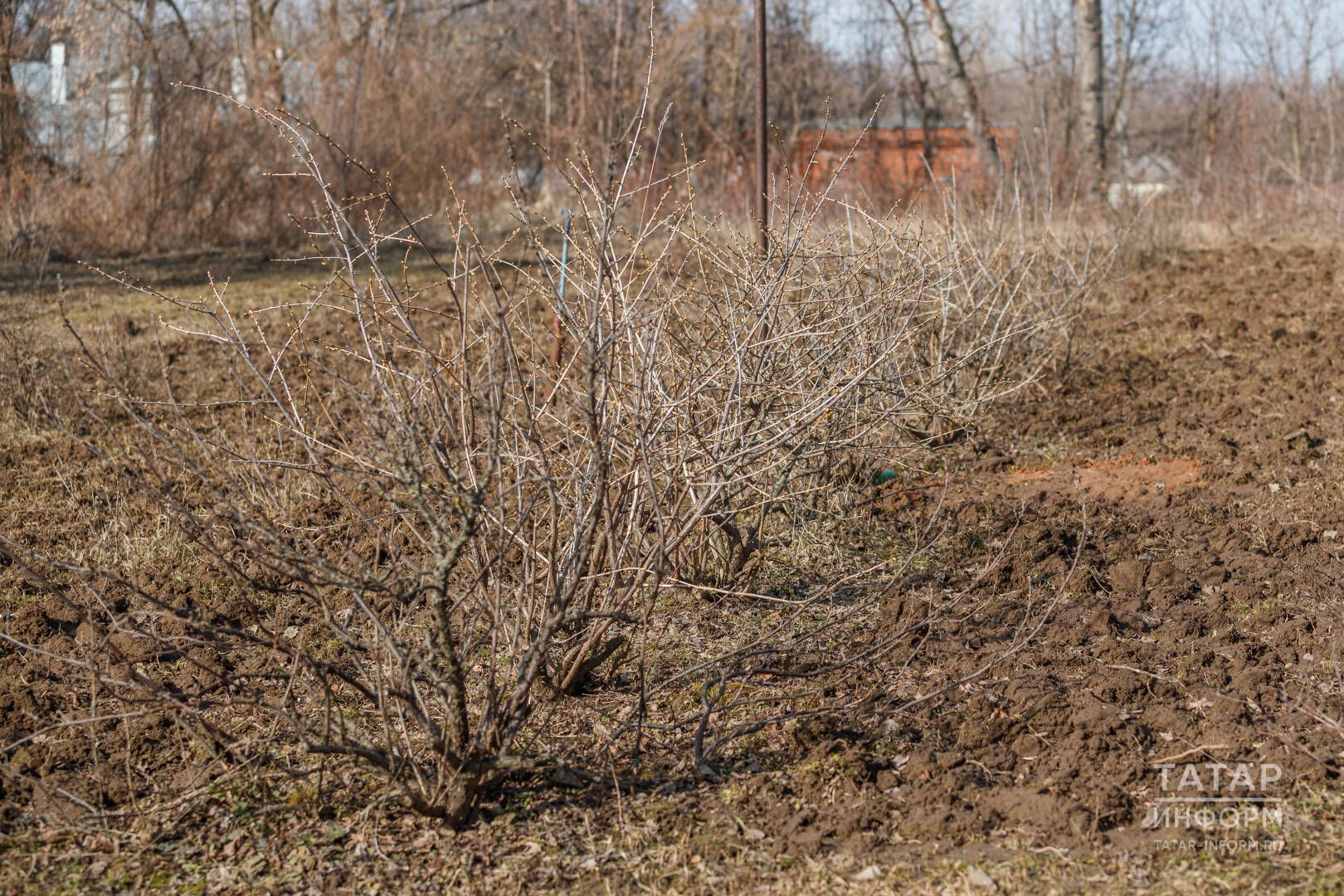 Туфракның уңдырышлылыгын арттыру өчен солы, вика, арыш, борчак  чәчәләр