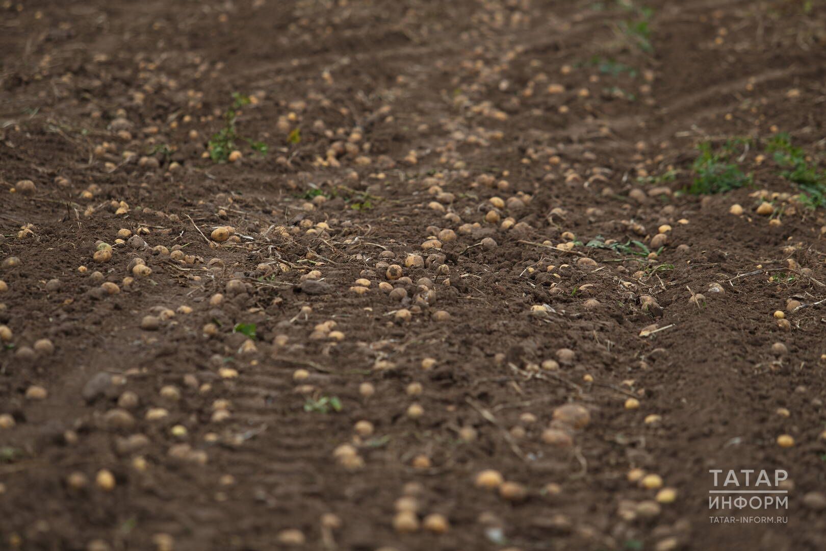 «Ну син гуж!», яки бәрәңгеле яшьлек