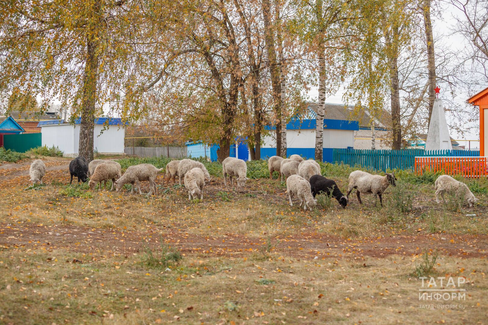 Авыл кешесе зары: «Сарыкның йонын да, тиресен дә алучы юк. Тирескә күмеп барабыз»