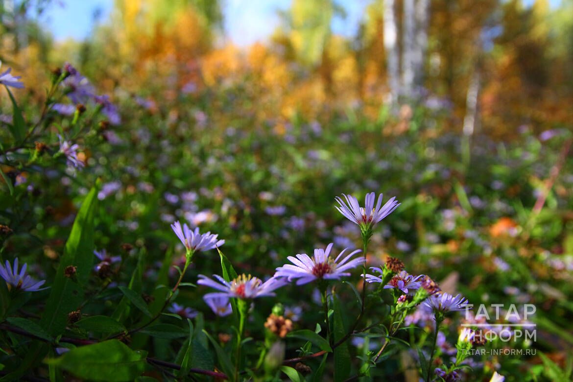 Сездә бик көчле сәләт ачылыр: 24-30 октябрьгә йолдызнамә