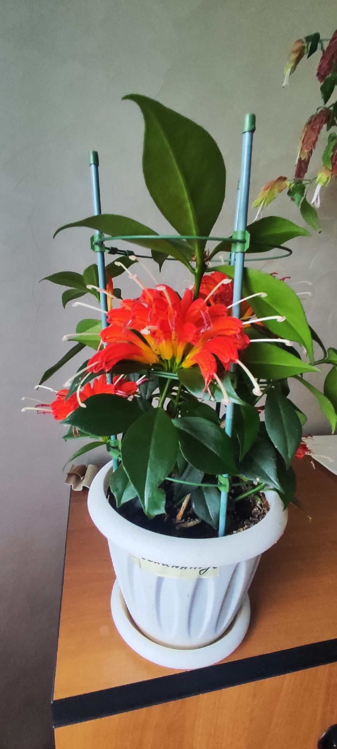 Гөлләрне кайчан тукландыру отышлы?