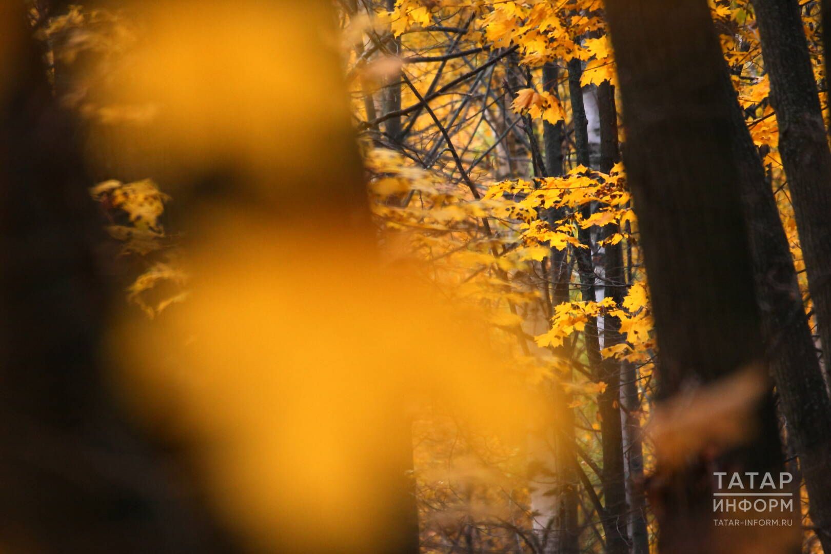 Көзге ачы җилләрдә... (моңсу хикәянең икенче өлеше)