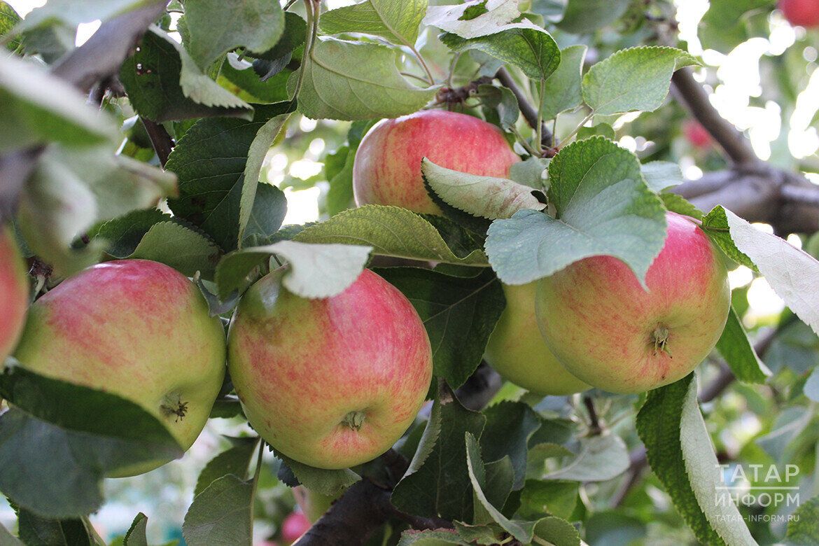 Һәр кеше үзе теләгәнчә яшәргә хокуклы: 26 сентябрь-02 октябрьгә йолдызнамә