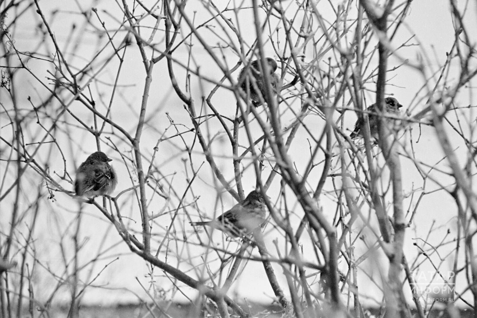 “Сүзең көмеш булса, эндәшмәвең алтын”: 29-04 ноябрьгә йолдызнамә