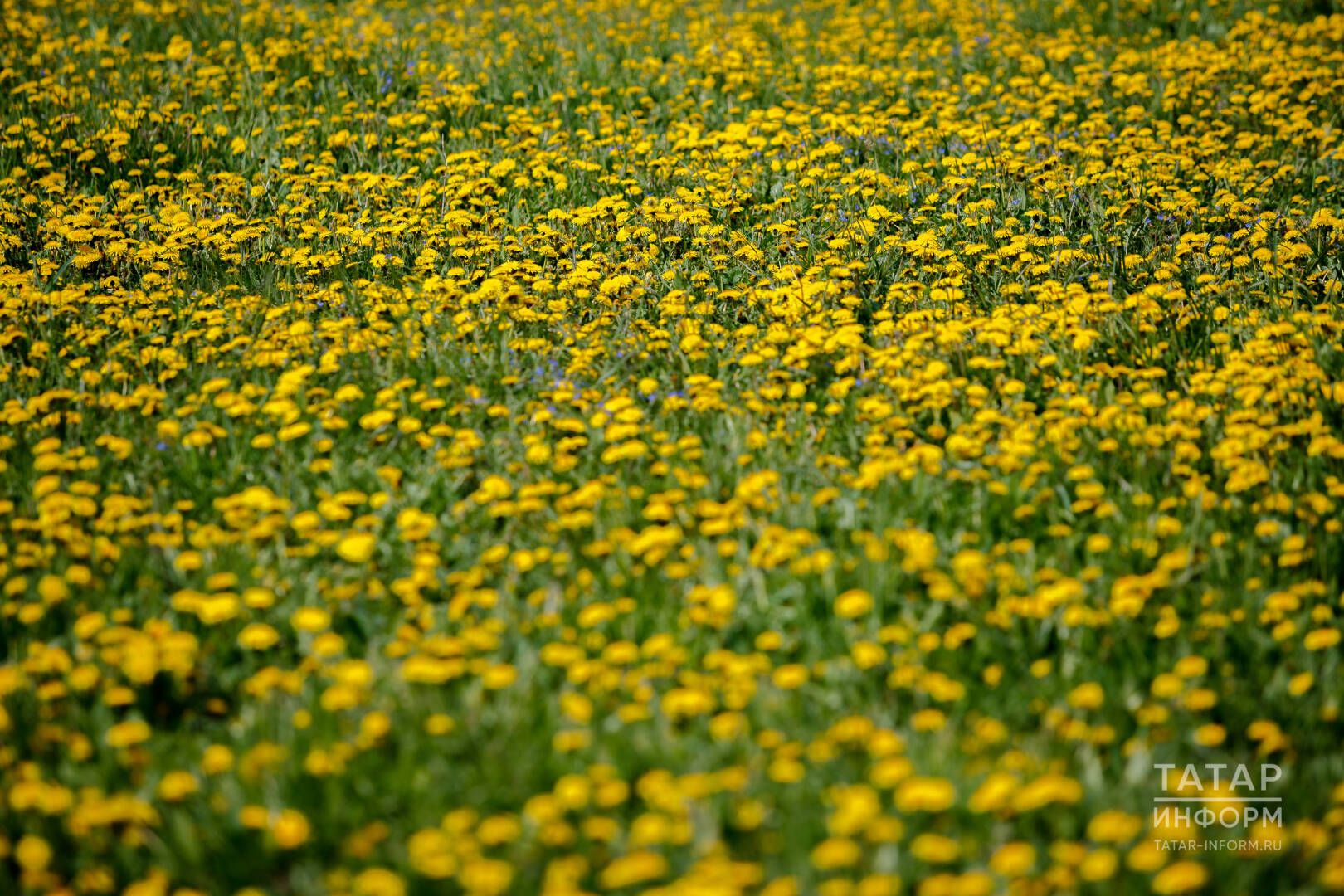 «Ярата икән, димәк, кичерәчәк»