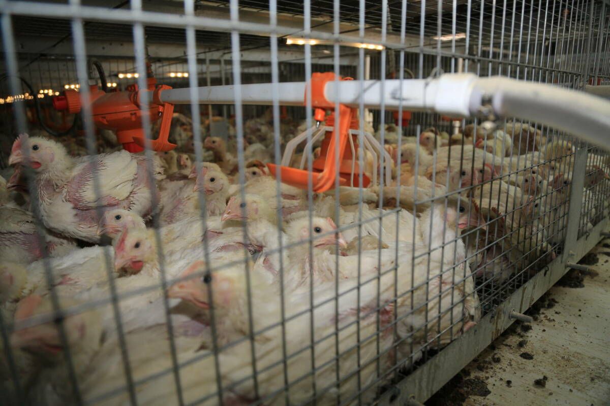 Экспертлар Питрәч районындагы кошчылык фабрикасы төзелешенең куркыныч якларын бәяләде