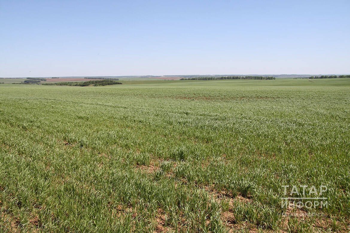 Суган, сарымсак утыртылачак түтәлләргә дә көл сибеп калдырыгыз