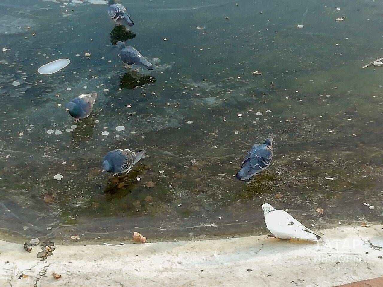 Сеңлем балачактан бирле үпкә саклавын, мине күрә алмавын әйтеп салды