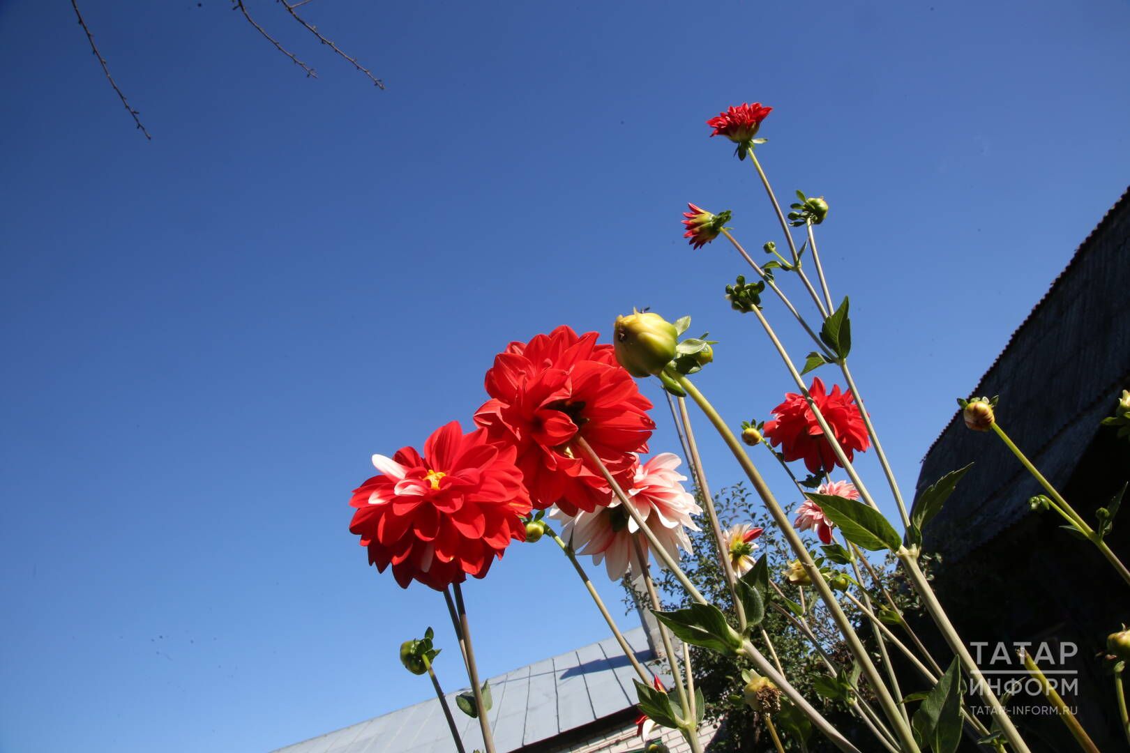 Иртән торсам да, кич ятсам да, уемда шулар