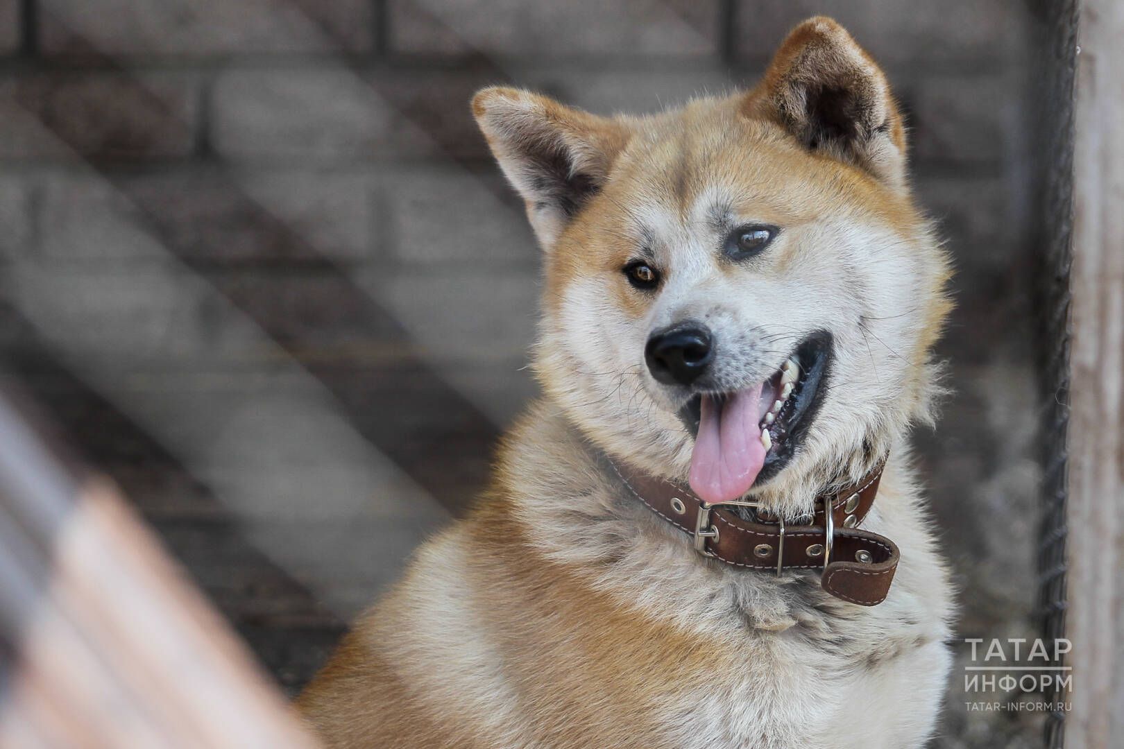 Хайваннарны теркәү — хуҗаларга җаваплылык өсти