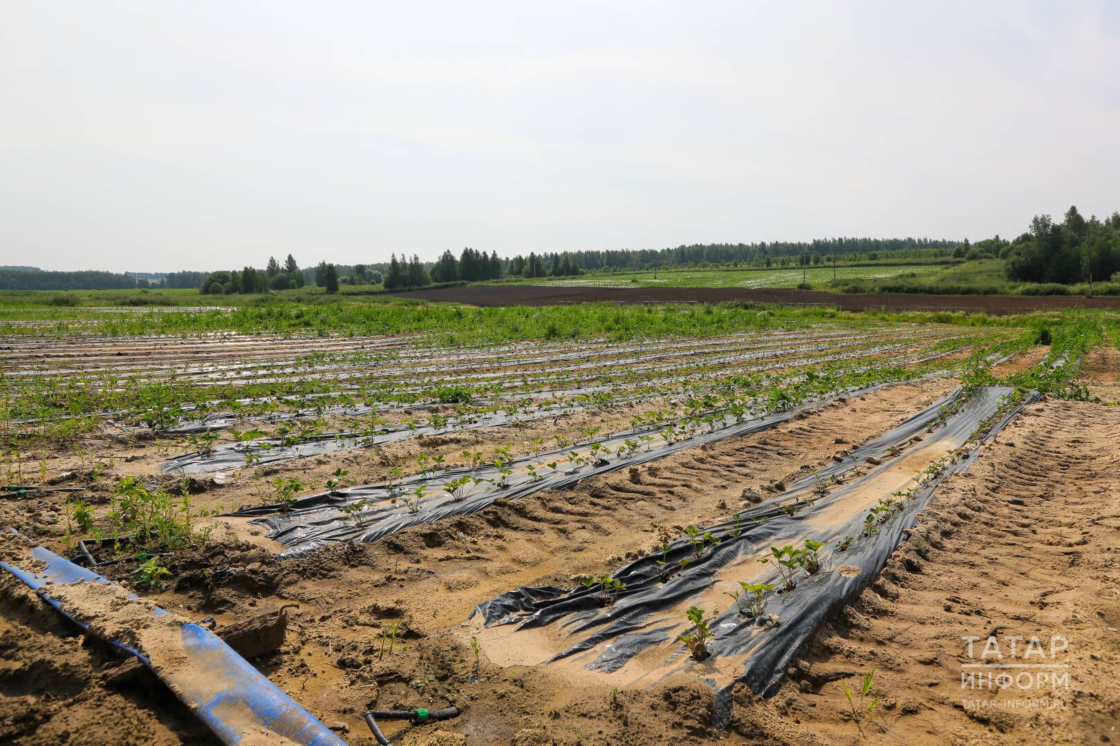 Җиләкләрне кышка капларгамы?