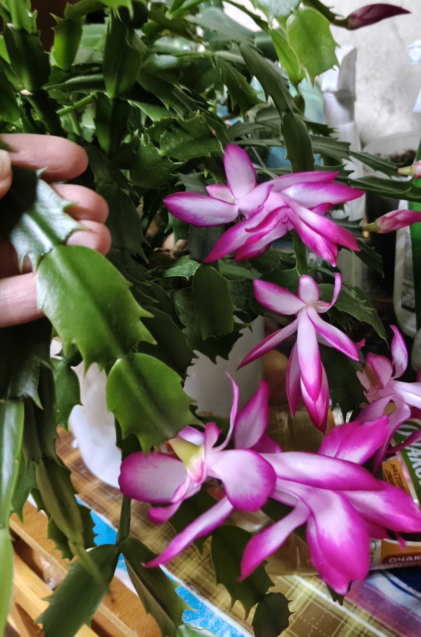 Балконда кыяр үстерәбезме, әллә чүлмәктә ананасмы?