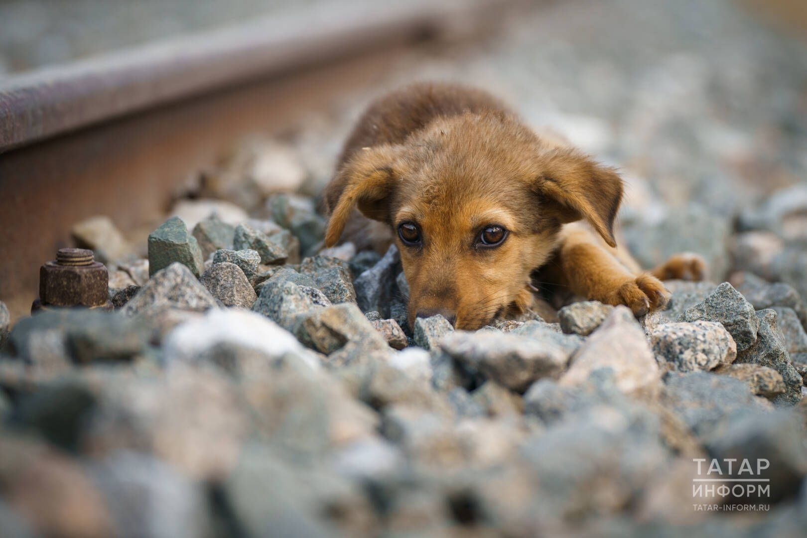 Эт асраучыларны һәм хуҗасыз җәнлекләрне «эт кебек күзәтеп тору» кирәк