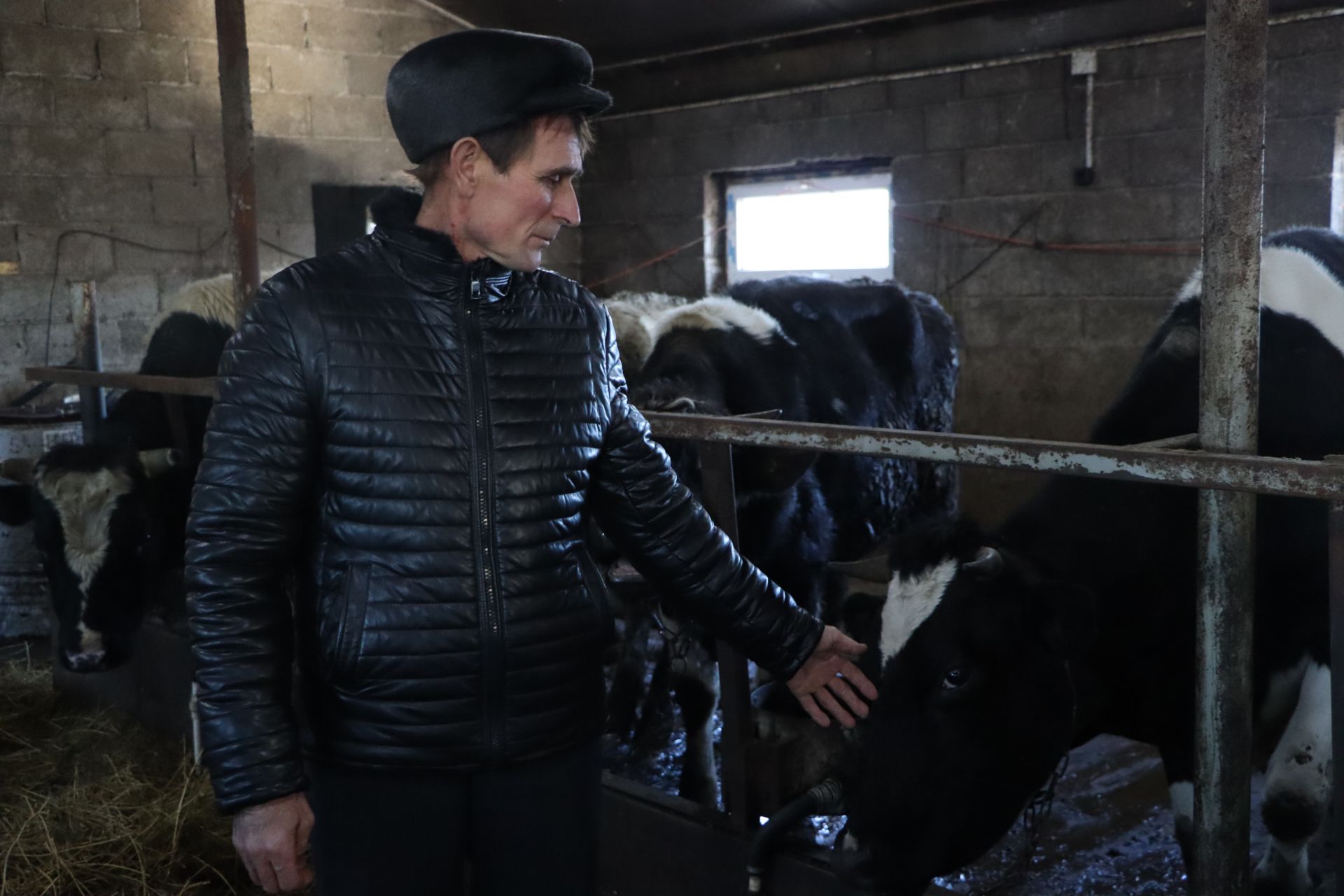 Апас фермеры: «Алма сүзен әйтүгә, бер сыерым әллә каян яныма килеп баса»