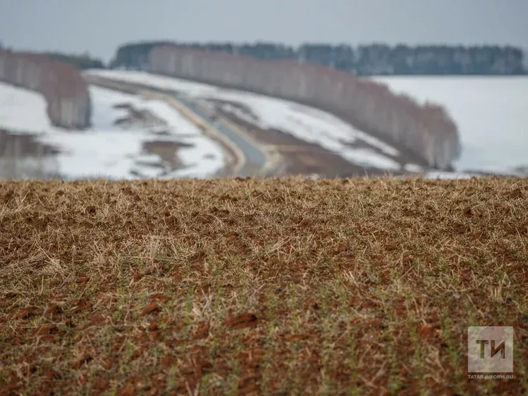 Медведка белән көрәшү өчен уңайлы вакыт: декабрь аенда бакчада нинди эшләр көтә?