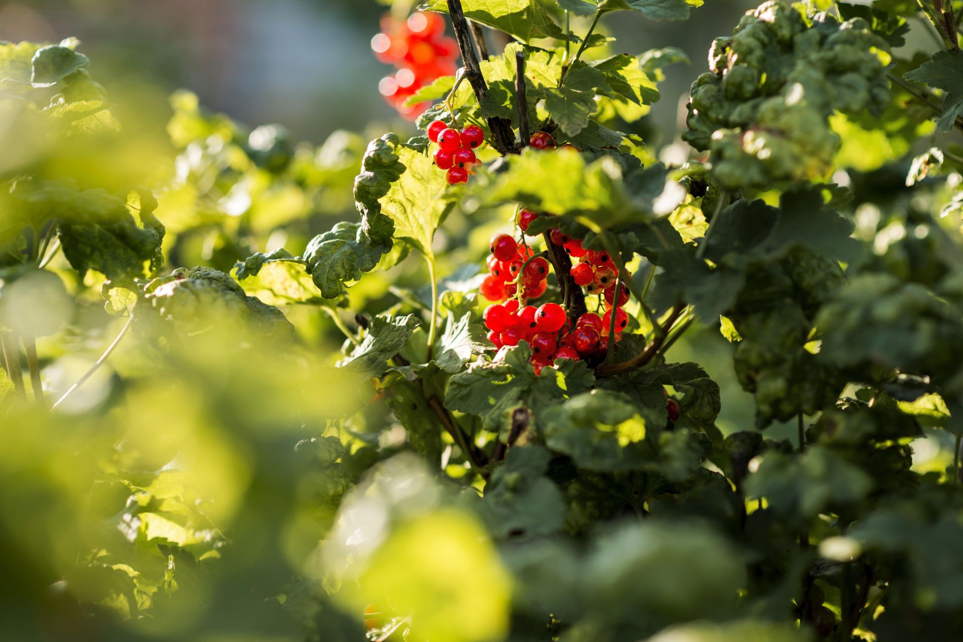 Безгә бер төп кызыл карлыган җитә