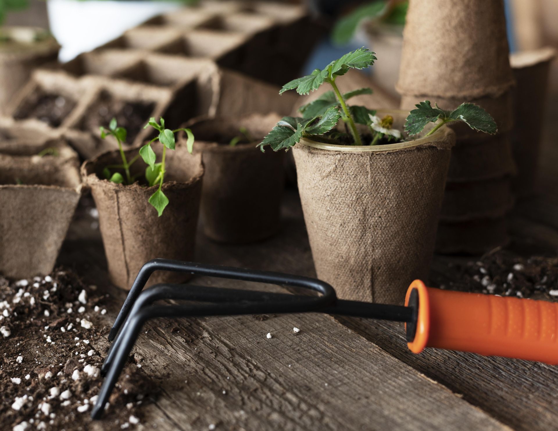 «Кибеттән ашлама сатып алганым юк, үзем ясаганны сибәм»