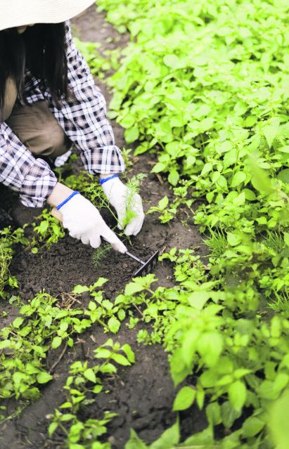 Мондый печән мүлчәләргә дә, ачытып сибәргә дә кулай