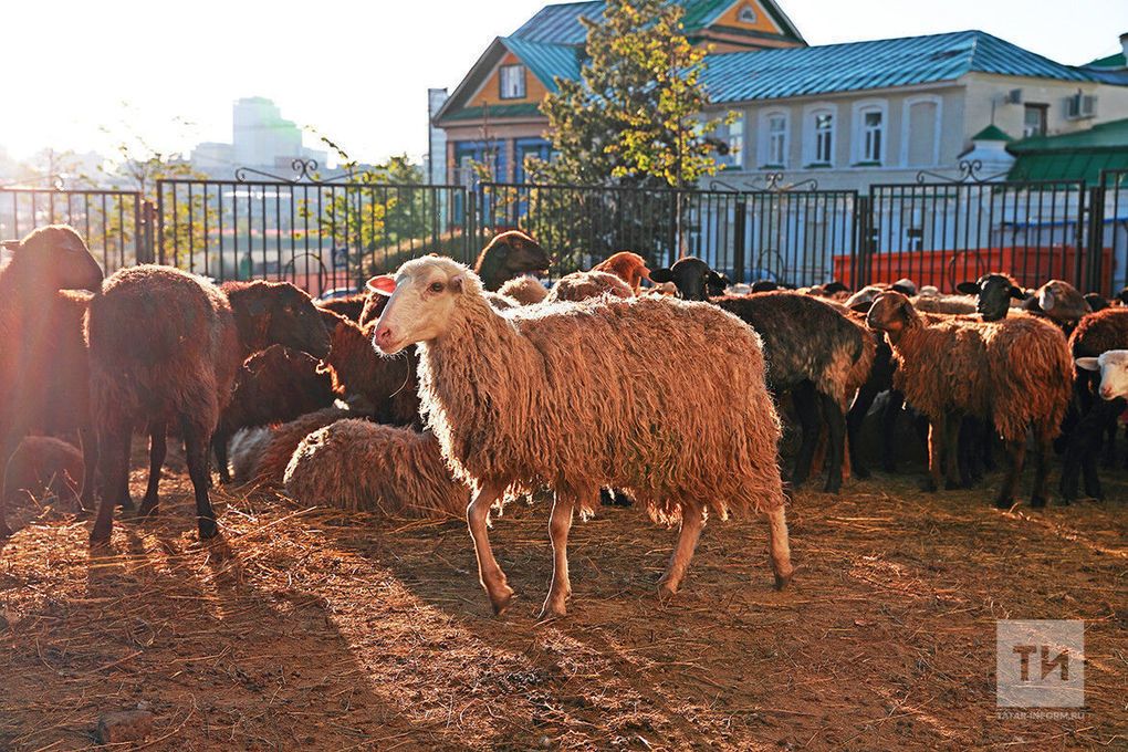 Корбанлык сатып алганда сатулашырга ярыймы? Корбан сарыгының тиресен сату рөхсәт ителәме?