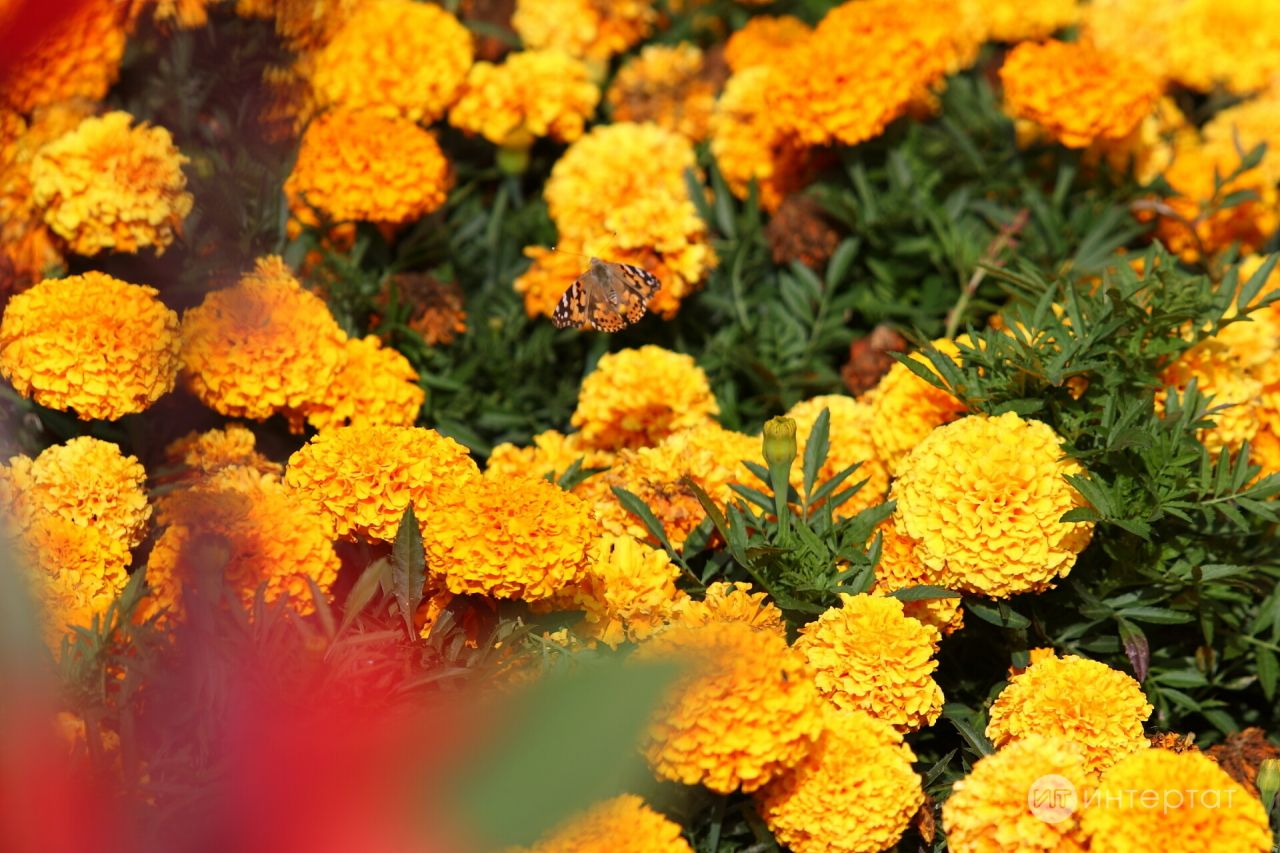 Бакча санитары: «Орлыклары арзан тора, тиз тишелә, биш елга чаклы тишелешен саклый»