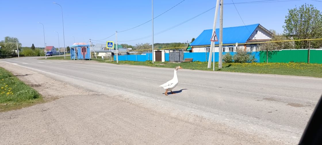 Безнең бабай, әби өстеннән өйләнеп кайтмакчы булган, яки ата каз хикмәтләре