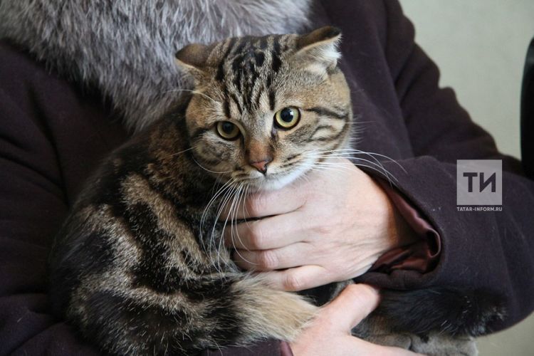 Быелның 1 июленнән “эт хәсрәте” башлана