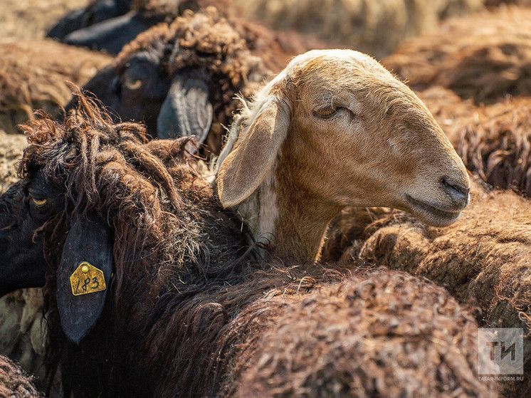 Намаз укымаган кешенең корбаны кабул буламы?