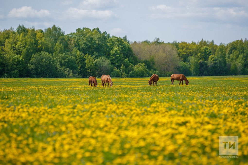 Авырып ятарга хакың юк. Сыерыңны кем сава, иреңне, балаларыңны кем карый?
