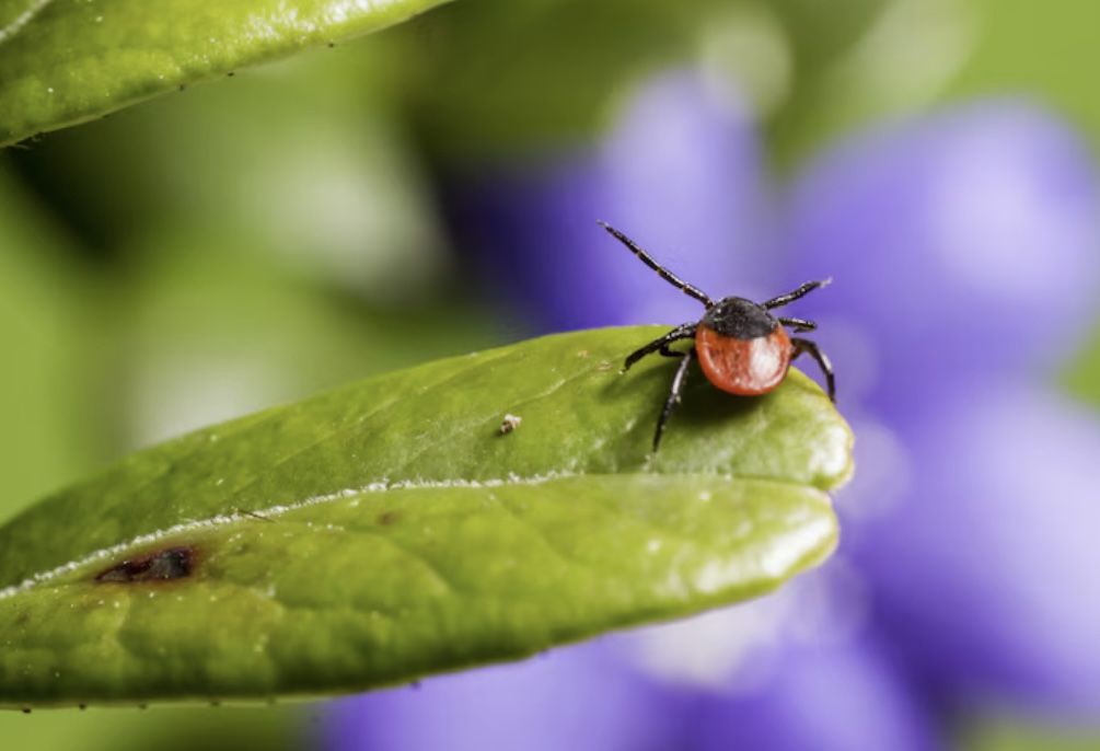 Яңгырлар талпаннарны азындыра