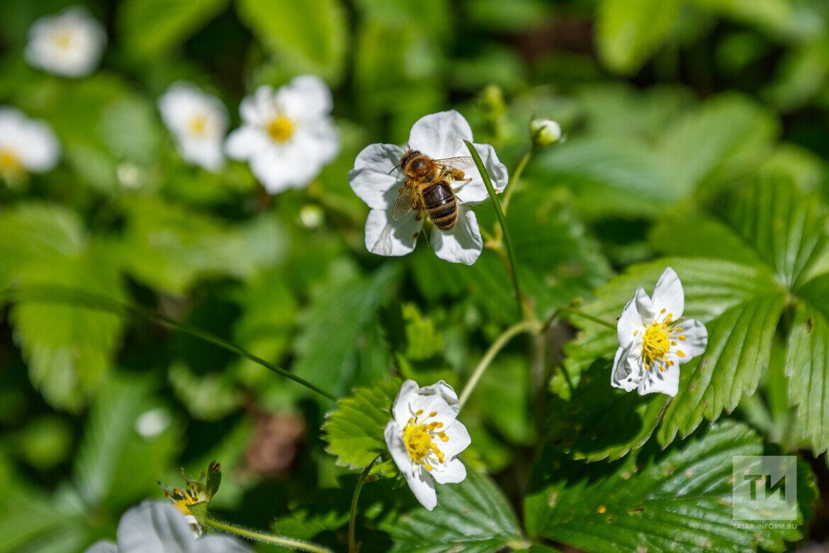 Нишләргә бу “кыргыйлар” белән?