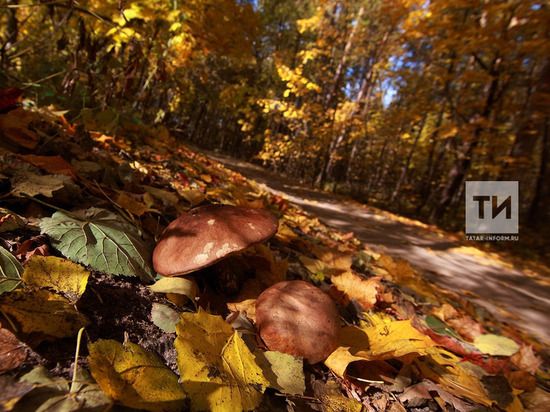 «Оятсыз варварлар! Гөмбәләрне кешечә җыеп булмый идеме?»