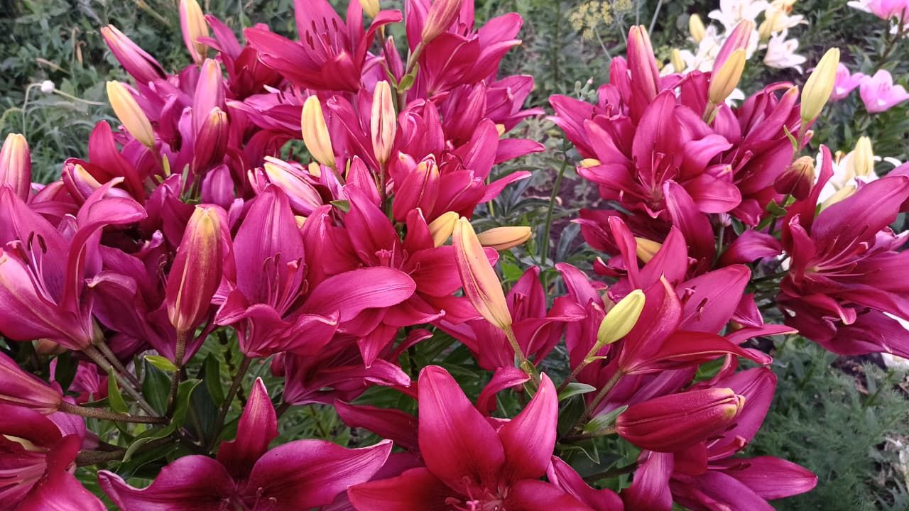 Сүзләрегезне үлчәп сөйләгез: 25-01 августка йолдызнамә