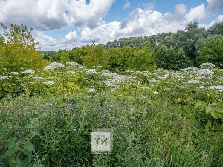 Борщевикка каршы закон бармы?