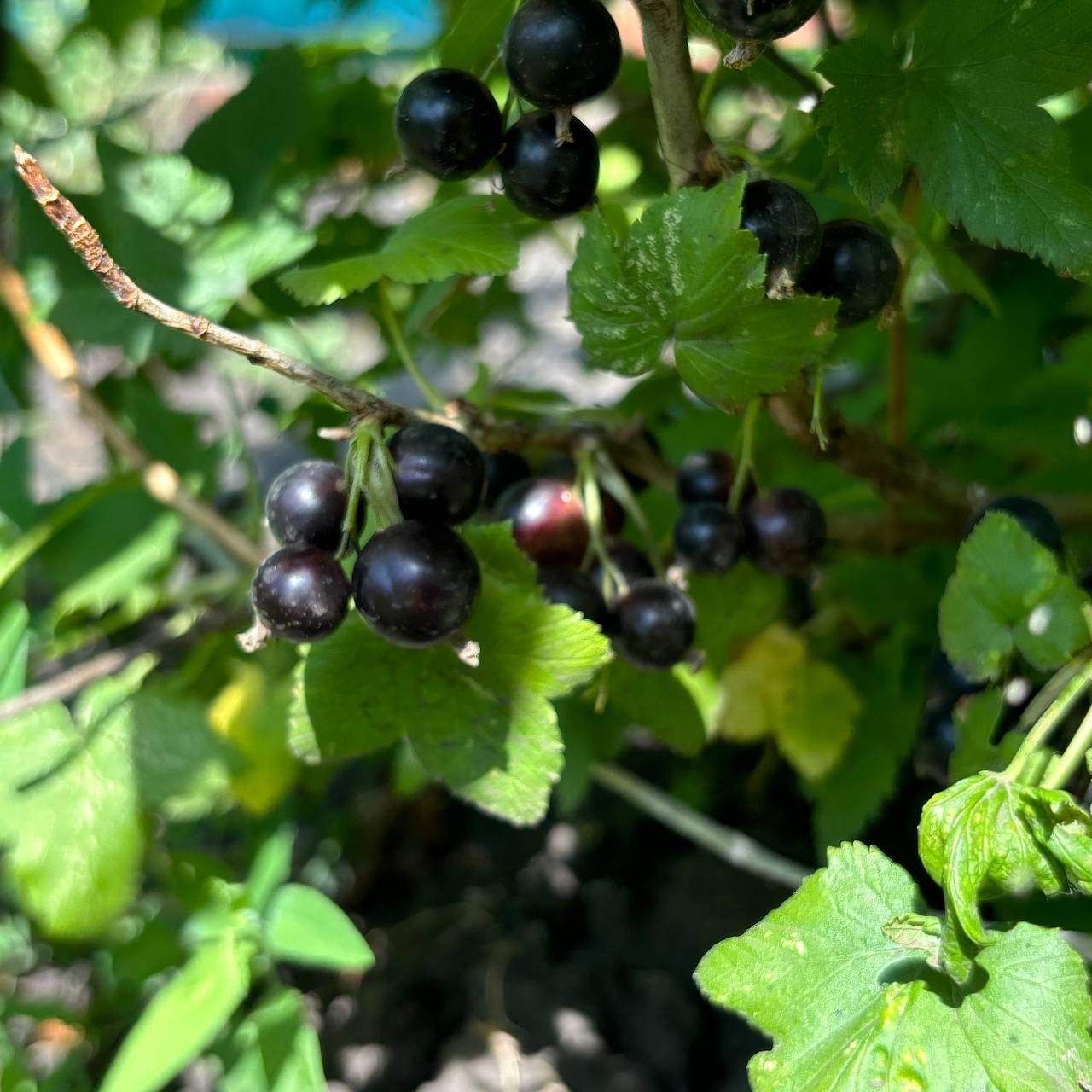 Кызыл карлыганнан гаҗәеп шәп желе