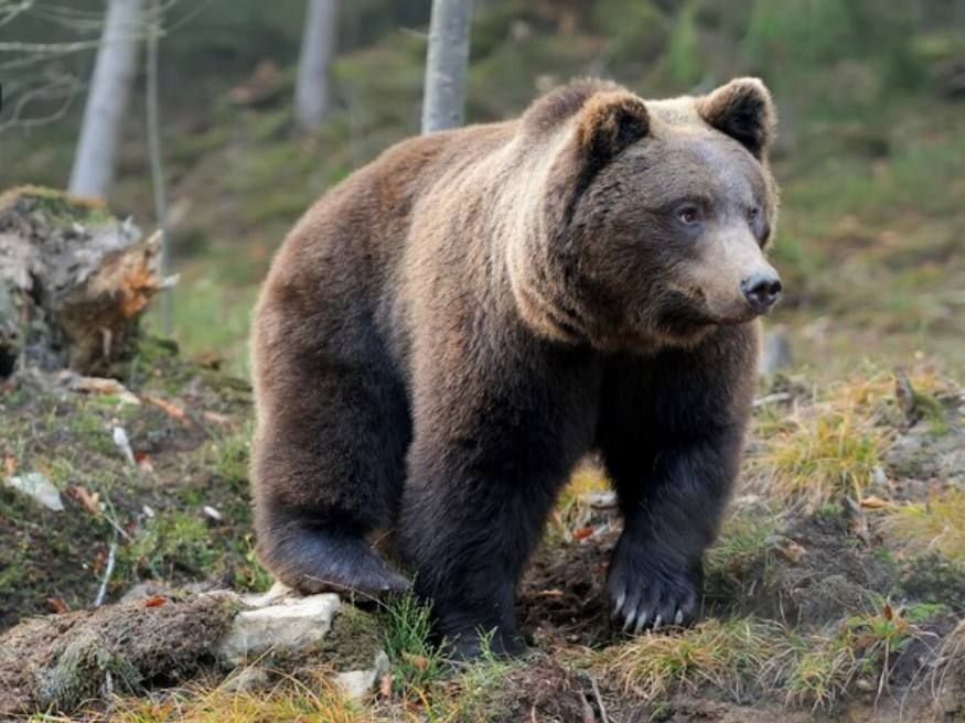 Аюдан ничек сакланырга?